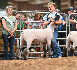 Whyte Club Lambs Winners