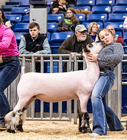 Whyte Club Lambs Winners