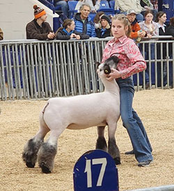 Whyte Club Lambs Winners
