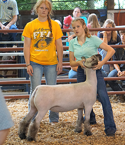 Whyte Club Lambs Winners