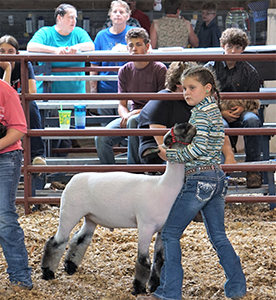Whyte Club Lambs Winners