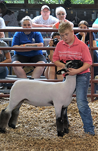 Whyte Club Lambs Winners