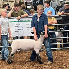 Whyte Club Lambs Winners